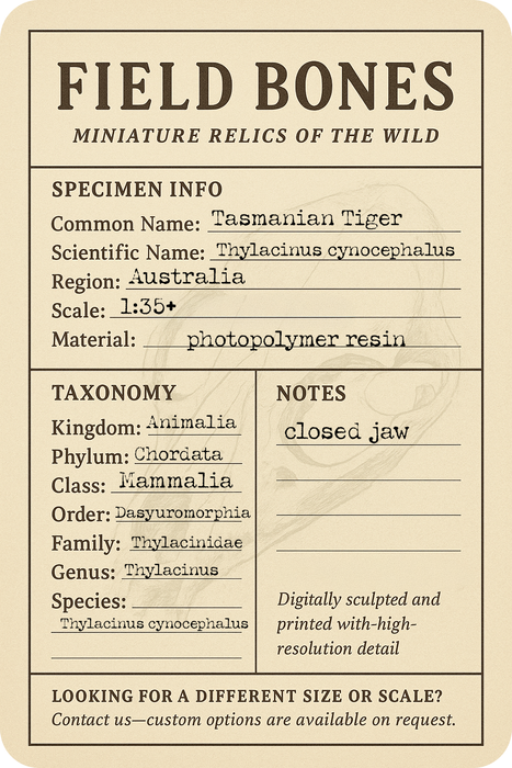 Tasmanian Tiger Skull Replica