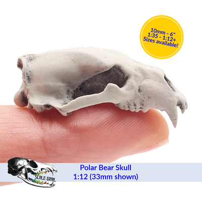 Polar Bear Skull (Field Bones #10: Arctic) Replica diorama and dollhouse collectible by The Scale Grail