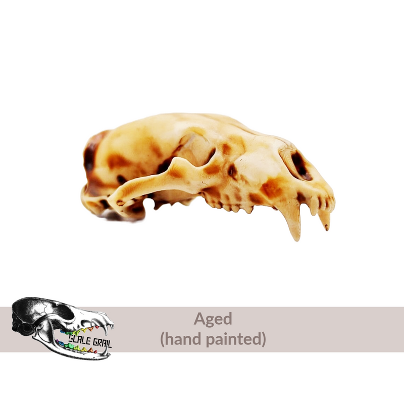 Polar Bear Skull Replica