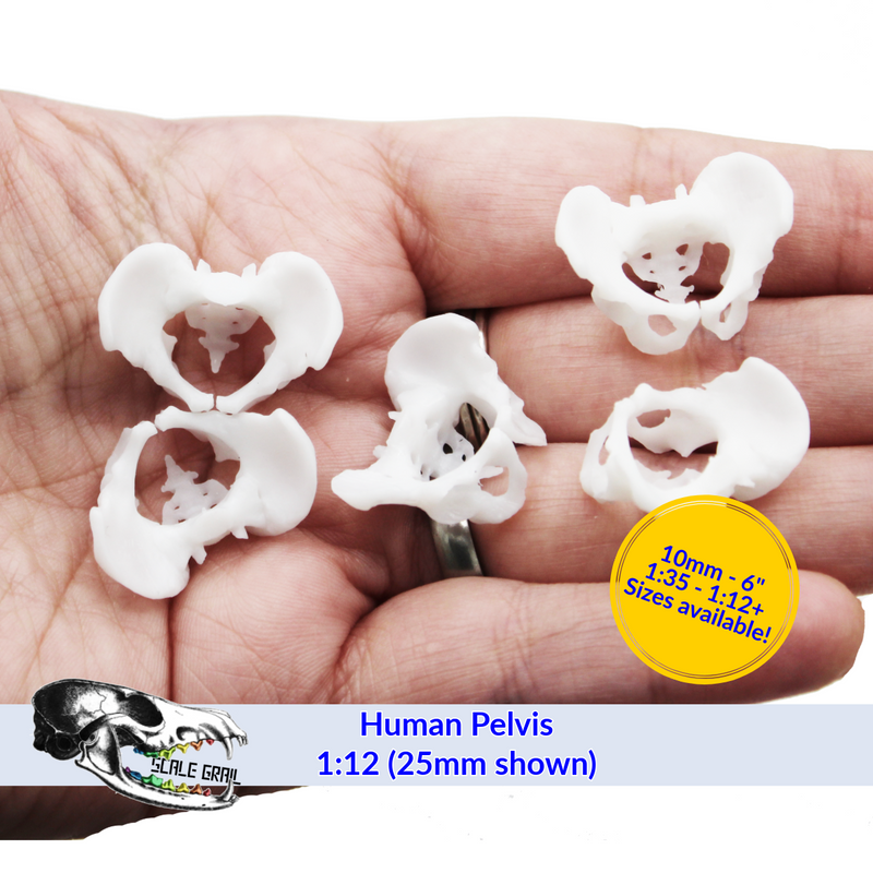 Human Pelvis Bone Replica