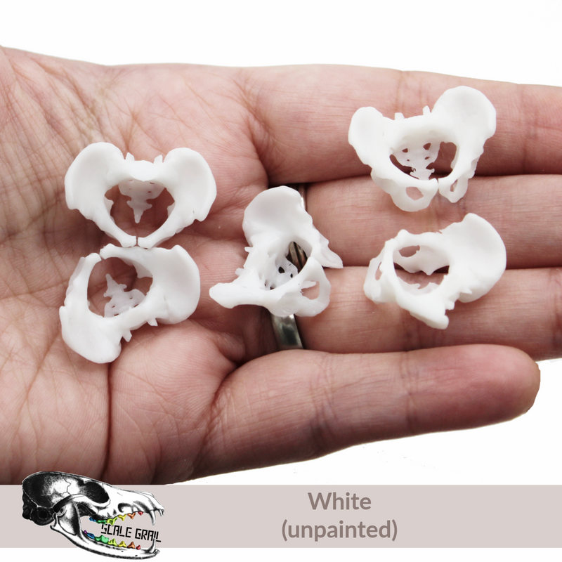 Human Pelvis Bone Replica