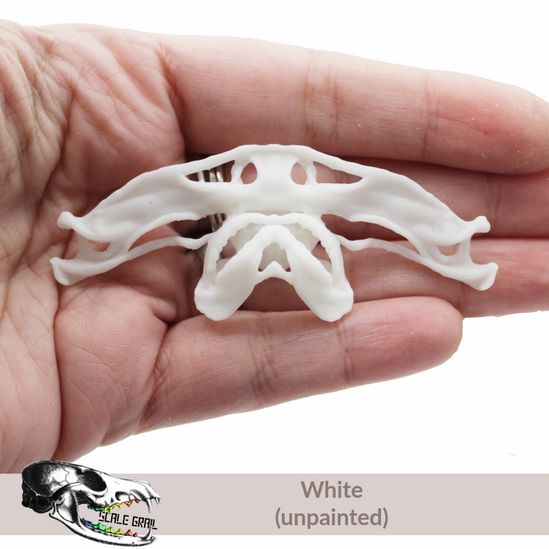 Hammerhead Shark Skull Replica