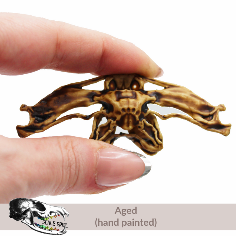 Hammerhead Shark Skull Replica
