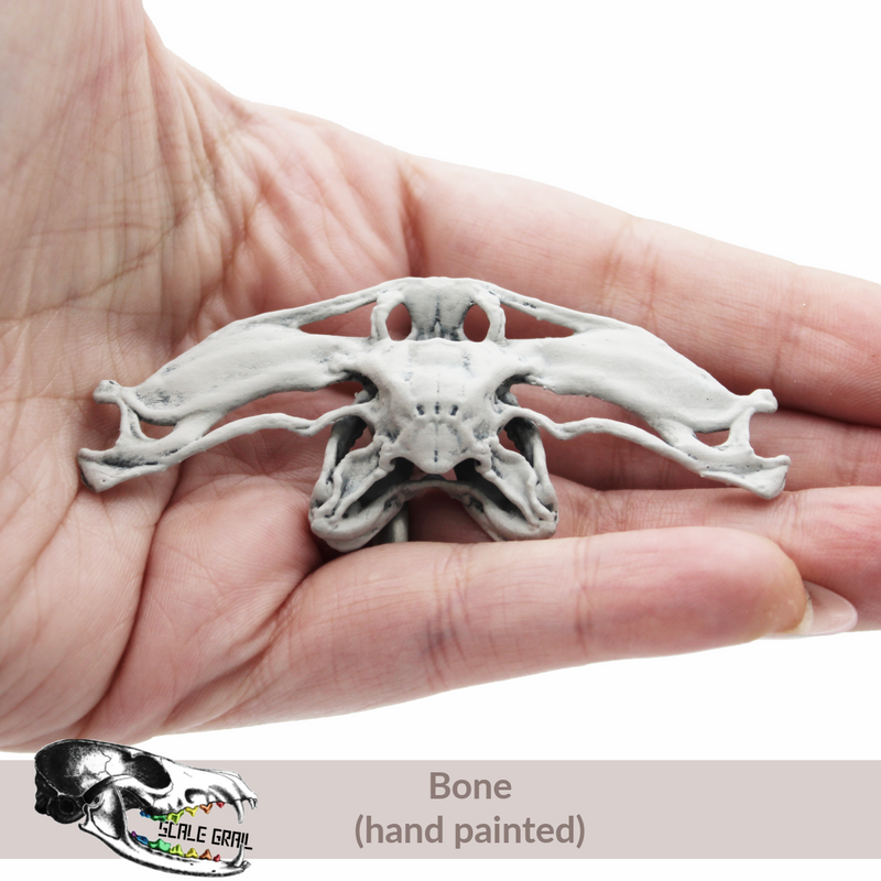Hammerhead Shark Skull Replica