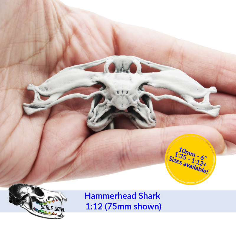 Hammerhead Shark Skull Replica