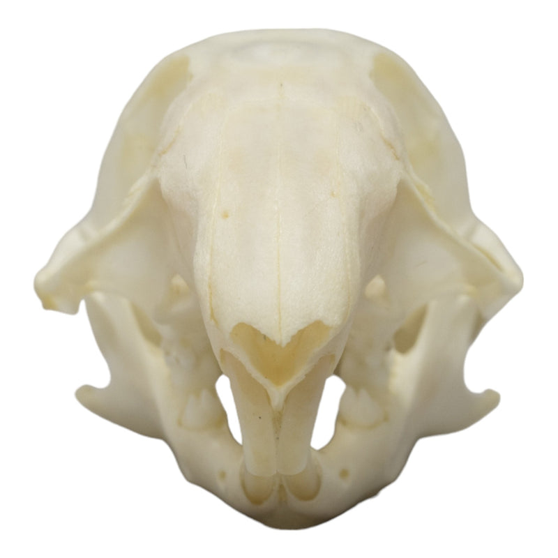 Real Thirteen-lined Ground Squirrel Skull