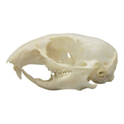 Real Thirteen-lined Ground Squirrel Skull