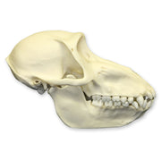 Replica Mandrill Baboon Skull - Female