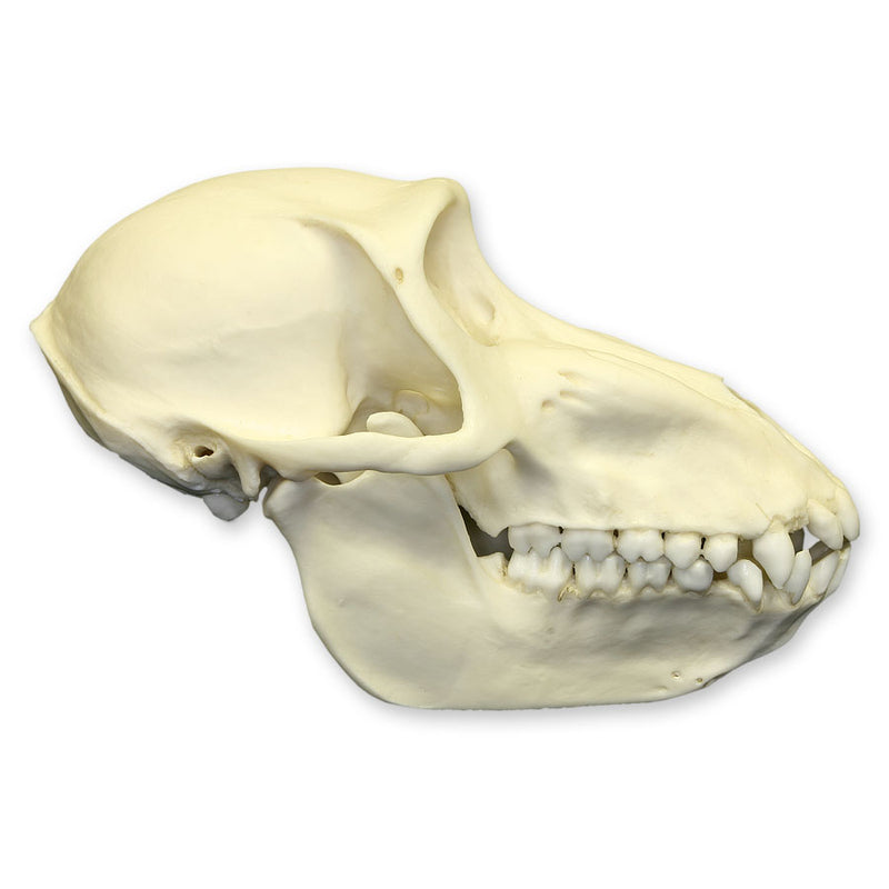 Replica Mandrill Baboon Skull - Female