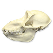Replica Mandrill Baboon Skull - Female