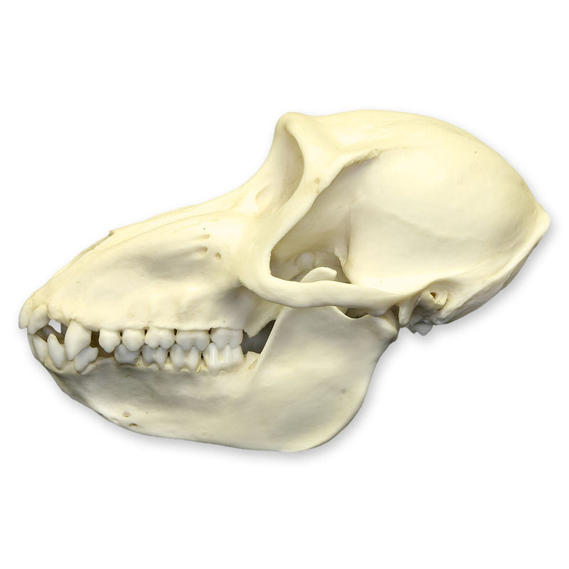 Replica Mandrill Baboon Skull - Female