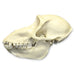 Replica Mandrill Baboon Skull - Female