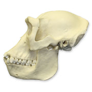 Replica Lowland Gorilla Skull - Female