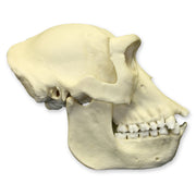 Replica Lowland Gorilla Skull - Female