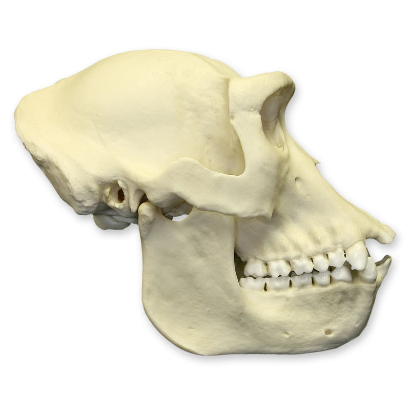 Replica Lowland Gorilla Skull - Female