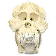 Replica Sumatran Orangutan Skull - Male