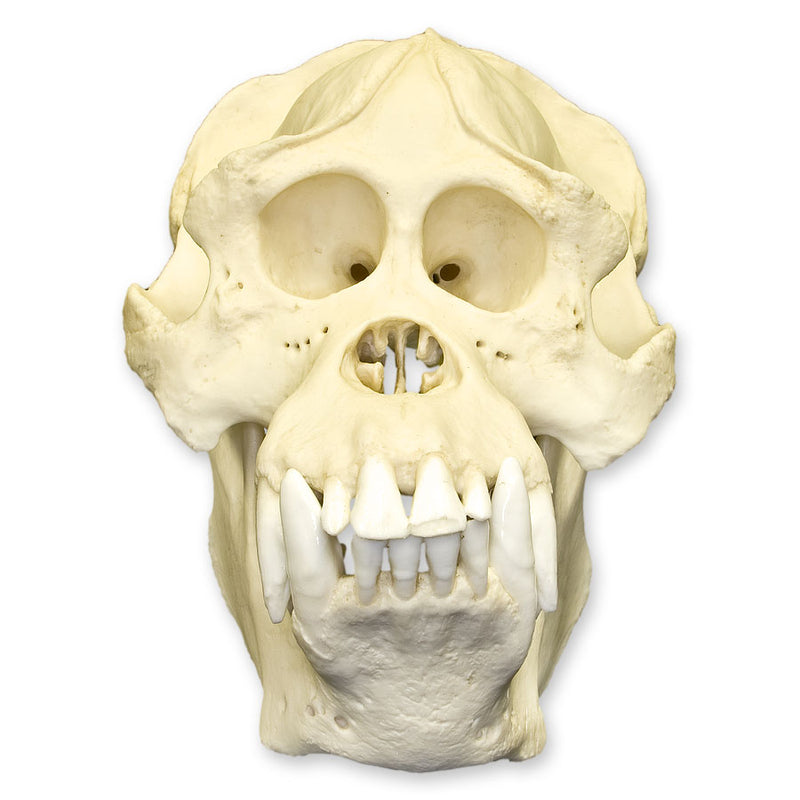 Replica Sumatran Orangutan Skull - Male