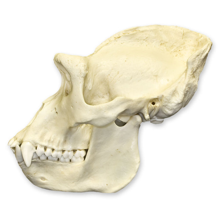 Replica Lowland Gorilla Skull