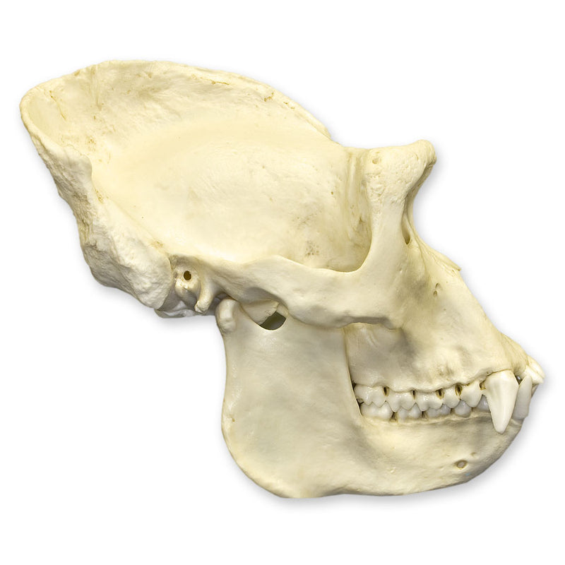 Replica Lowland Gorilla Skull - Male