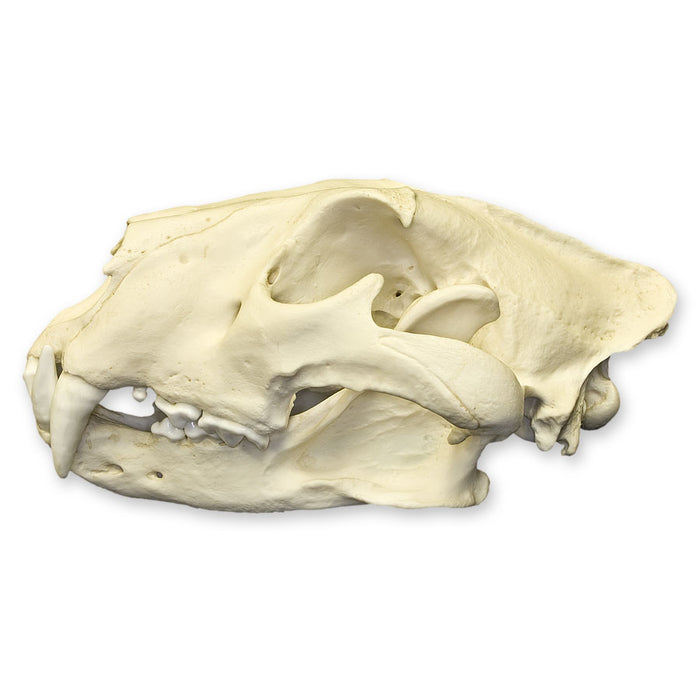 Replica African Lion Skull