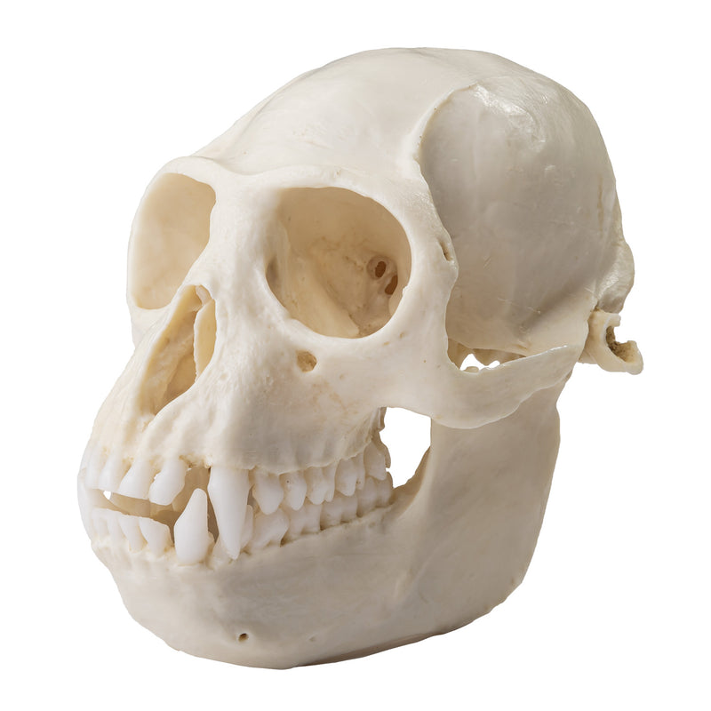 Replica Colobus Monkey Skull
