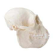 Replica Colobus Monkey Skull