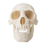 Replica Colobus Monkey Skull
