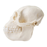 Replica Colobus Monkey Skull