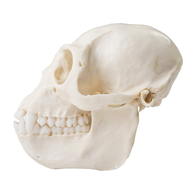 Replica Colobus Monkey Skull