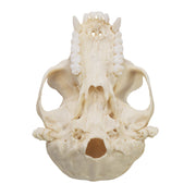 Replica Colobus Monkey Skull