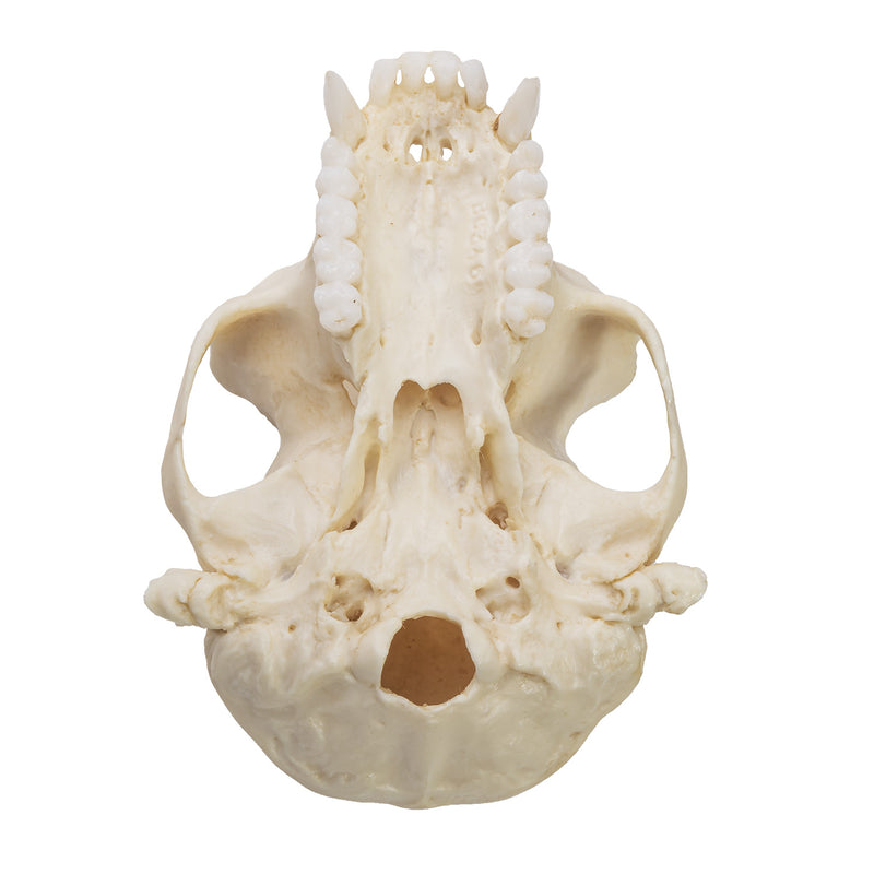 Replica Colobus Monkey Skull