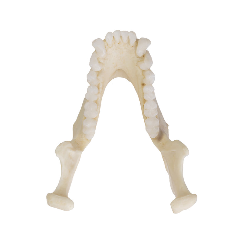 Replica Colobus Monkey Skull