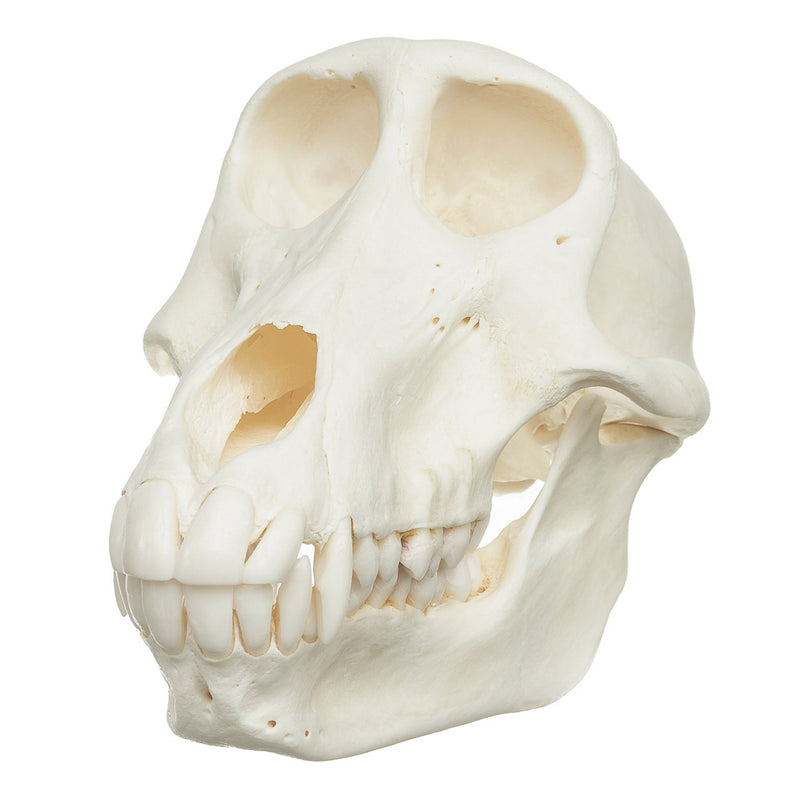 Real Chacma Baboon Skull - Female