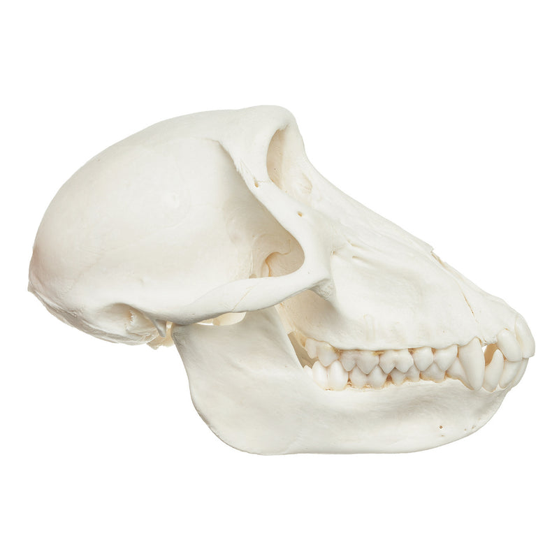 Real Chacma Baboon Skull - Female