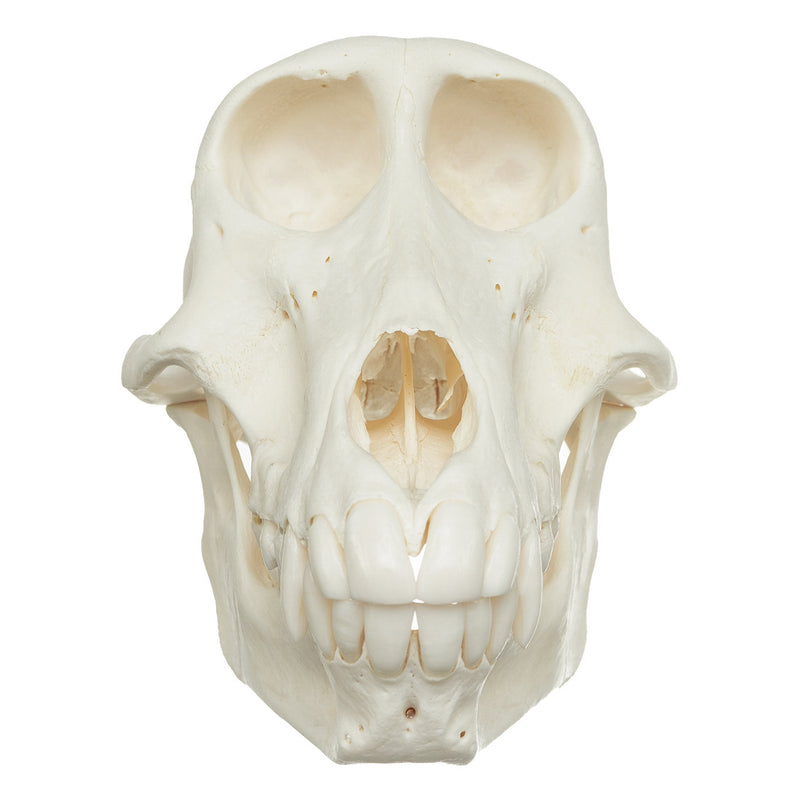 Real Chacma Baboon Skull - Female