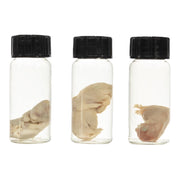 Real Squirrel Wet Specimen - Fetal (Single)