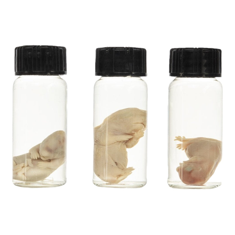 Real Squirrel Wet Specimen - Fetal (Single)