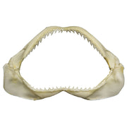 Real Shark Jaw - Multiple Sizes
