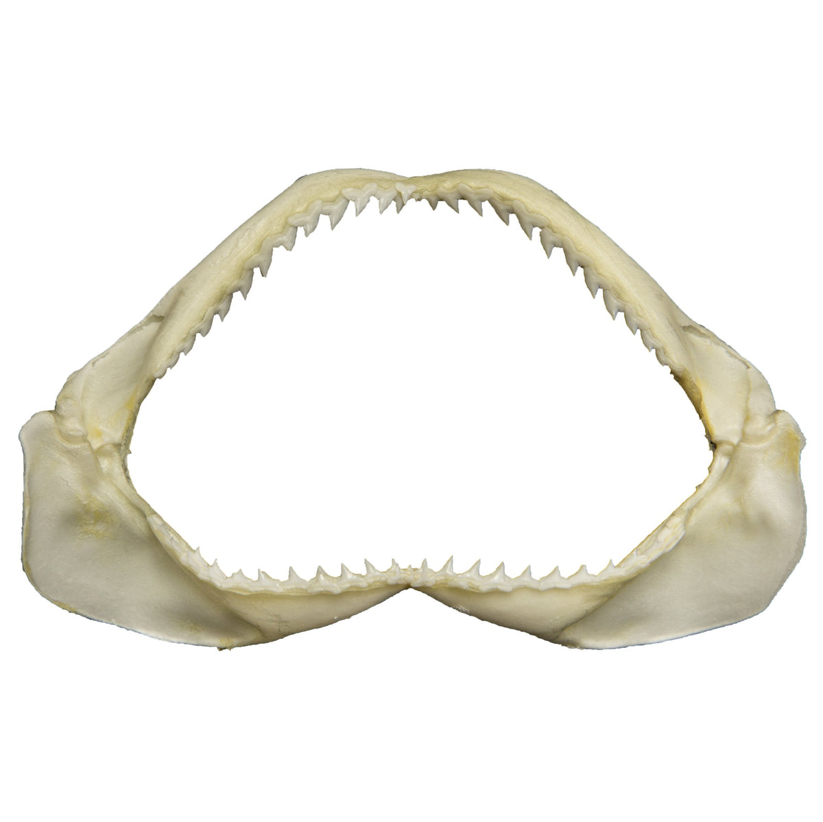 Real Shark Jaw For Sale — Skulls Unlimited International, Inc.