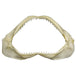 Real Shark Jaw - Multiple Sizes