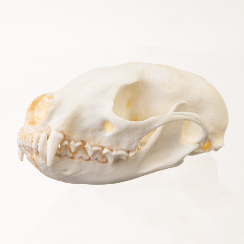Replica Fisher Skull - Female