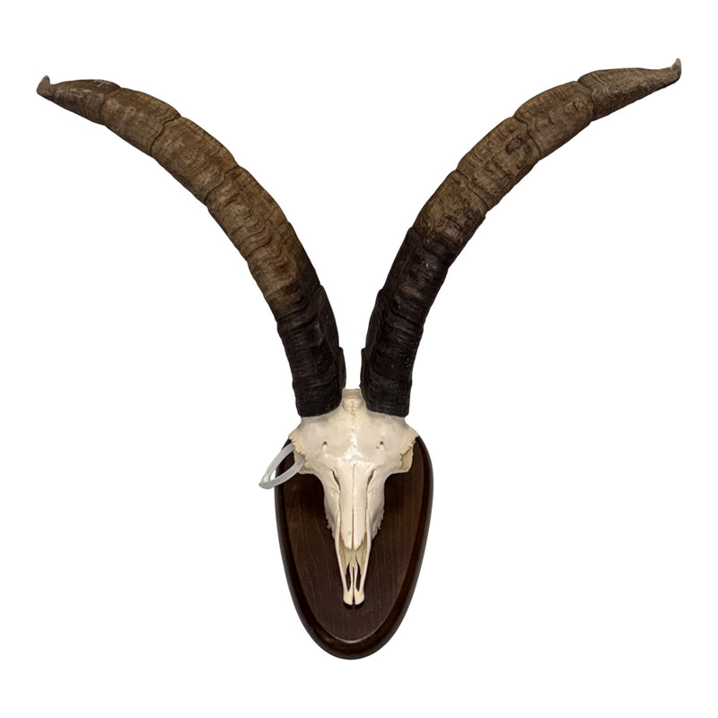Real Gredos Spanish Ibex Skull