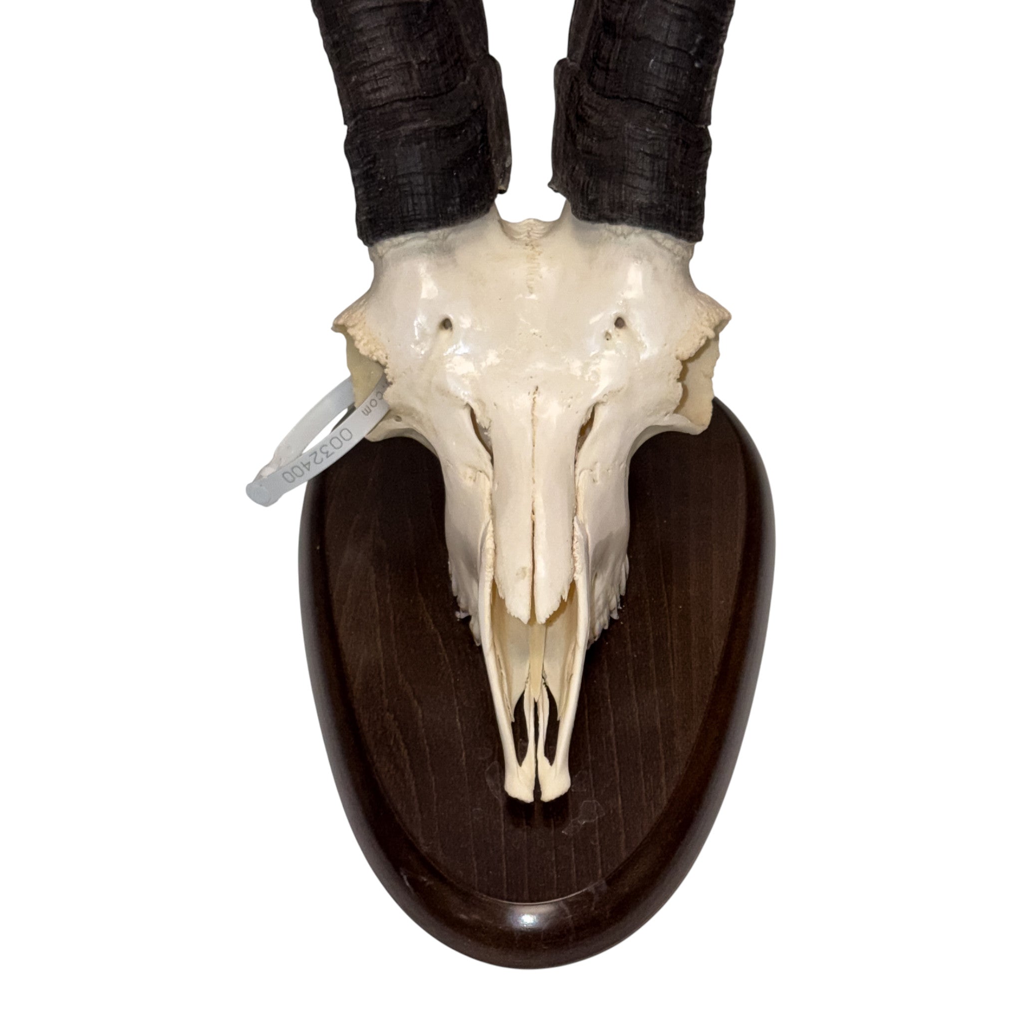Real Gredos Spanish Ibex Skull For Sale — Skulls Unlimited
