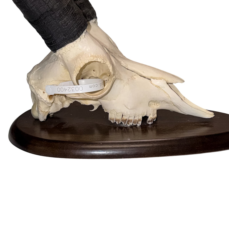 Real Gredos Spanish Ibex Skull