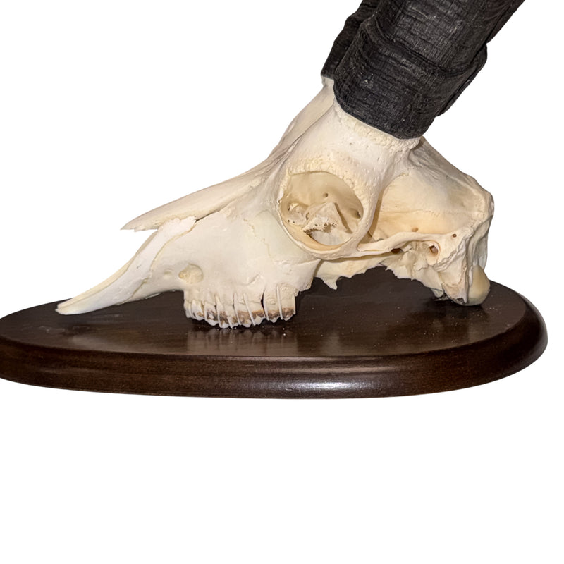 Real Gredos Spanish Ibex Skull