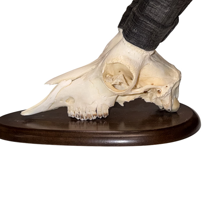 Real Gredos Spanish Ibex Skull
