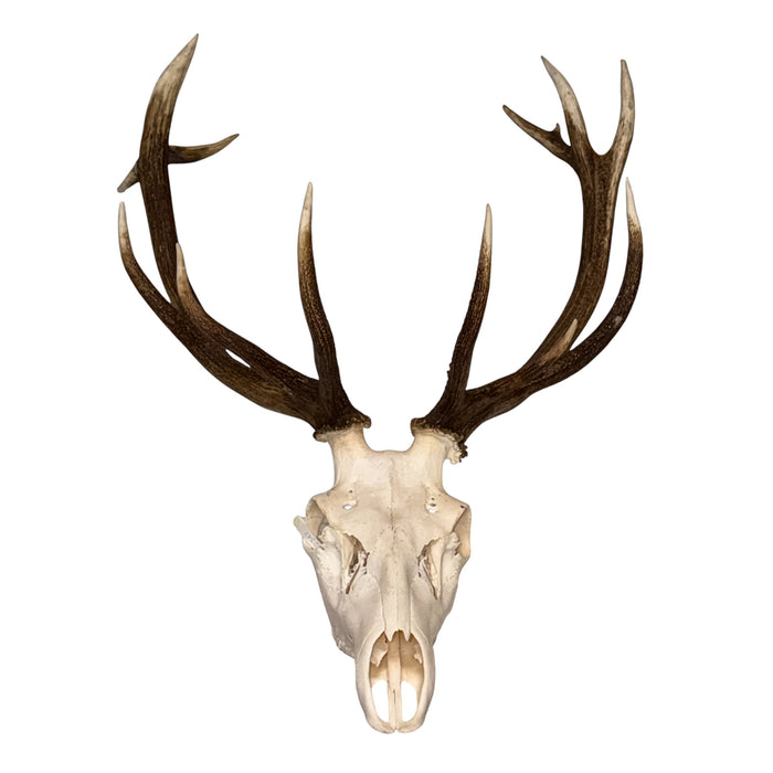 Real Red Deer Skull