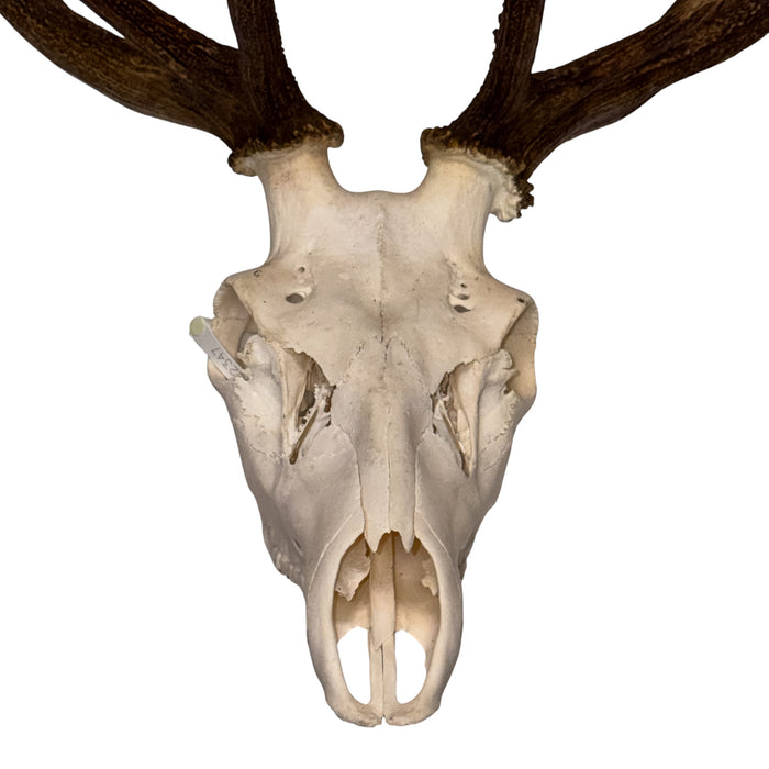 Real Red Deer Skull
