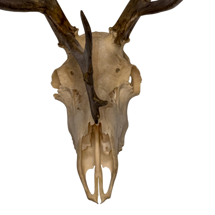 Real Caribou Skull