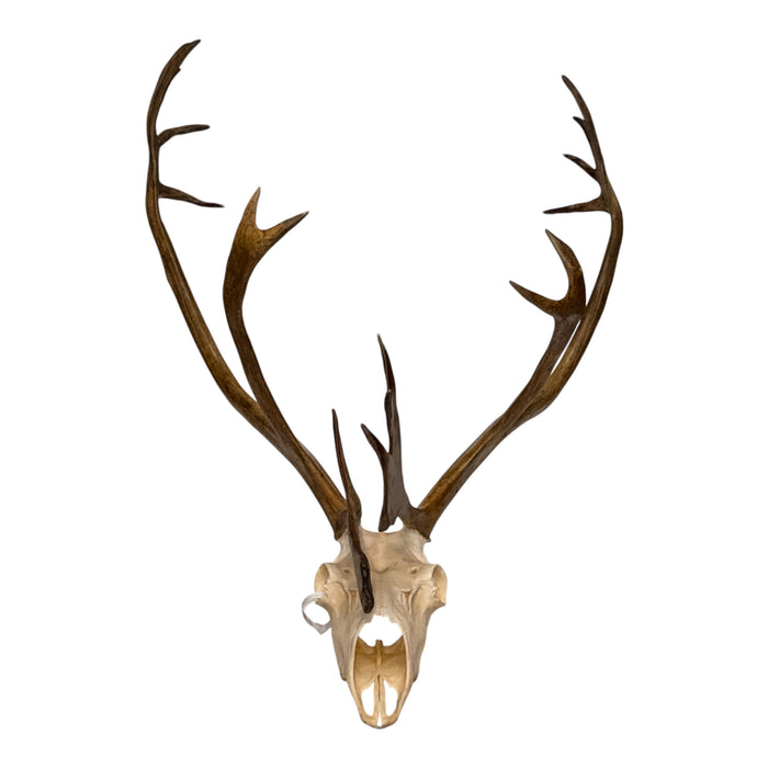 Real Caribou Skull